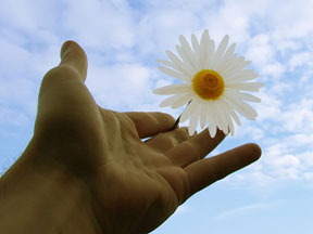 hand-daisy